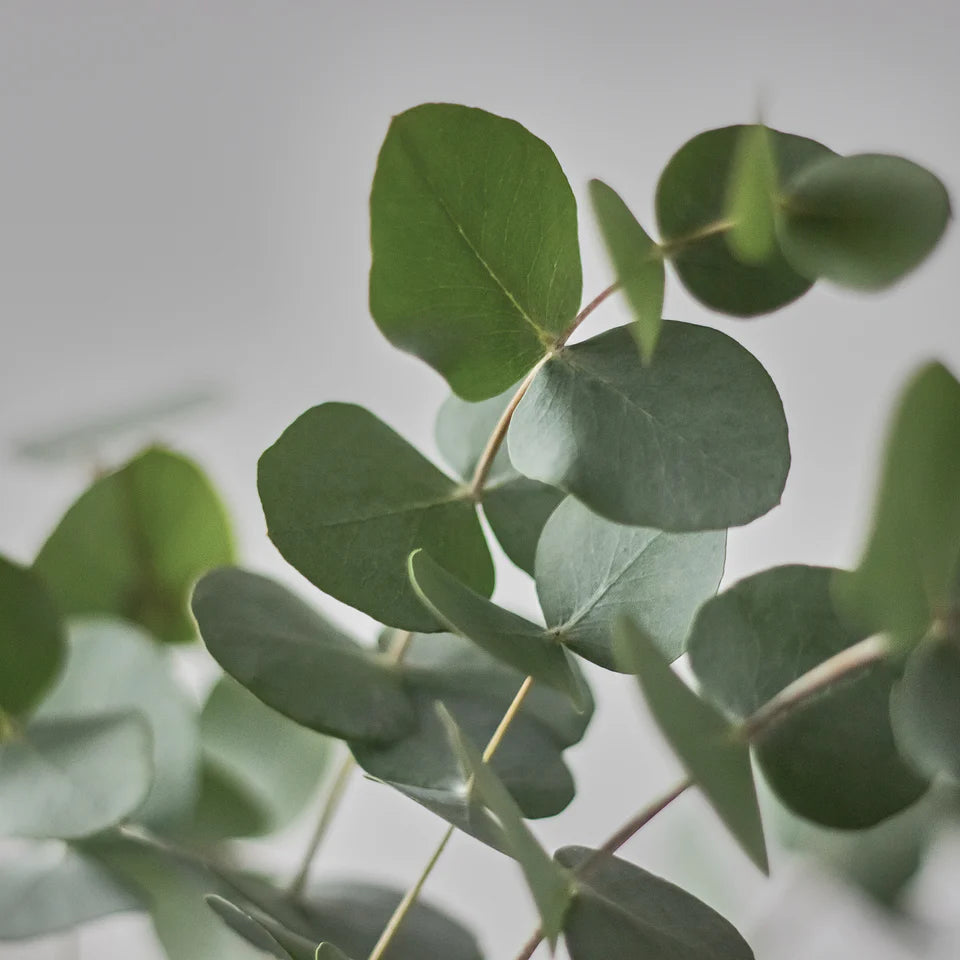 HENRY / ヘンリー REPAIR MASK